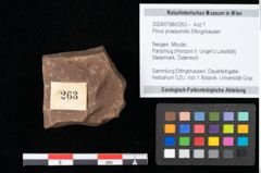 Foto (Objekt + Etikett) von Pinus praepumilio Ettingshausen (NHMW-GEO-2024-0188-0263)